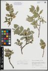 Foto von Salix arctica Pall. x Salix callicarpaea Trautv.